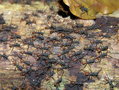 Army Ants - Eciton burchelli